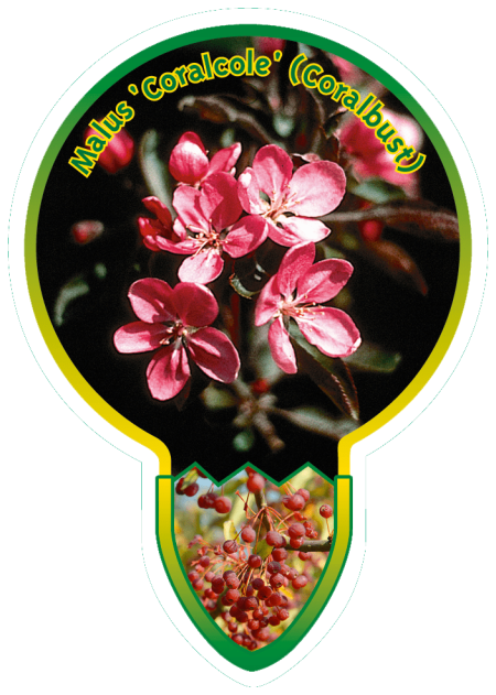 Malus 'Coralcole' - Sierappel