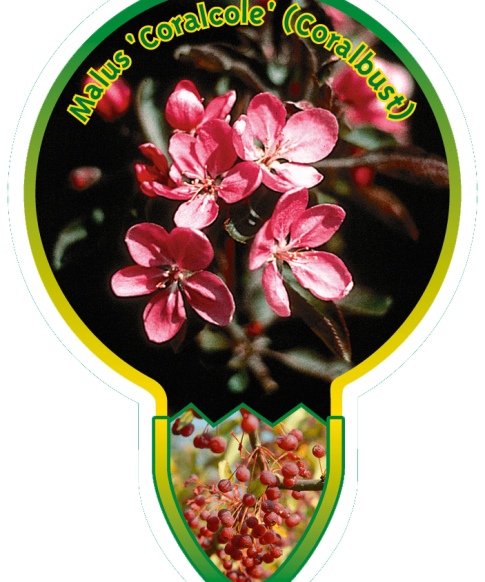 Malus 'Coralcole' - Sierappel
