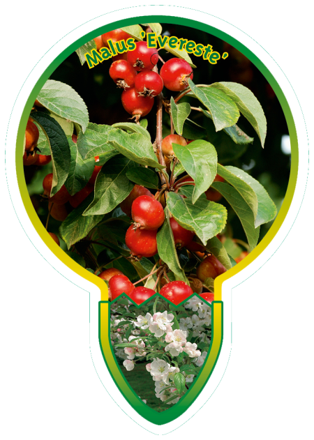 Malus Evereste op stam 80 cm