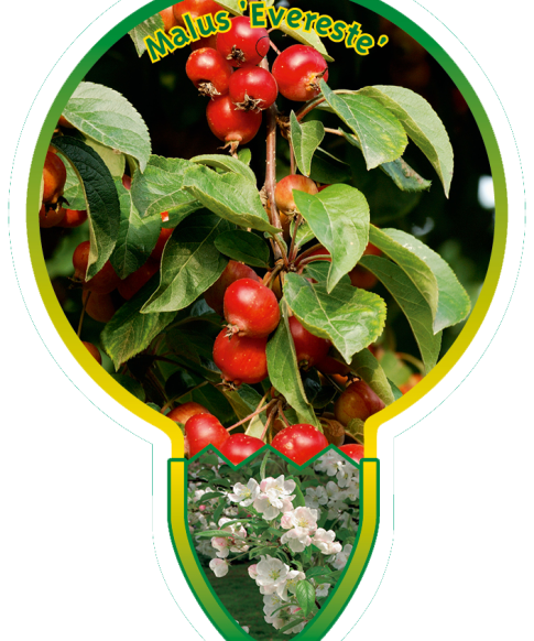 Malus Evereste op stam 80 cm