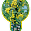 Malus 'Golden Hornet' op stam 80 cm