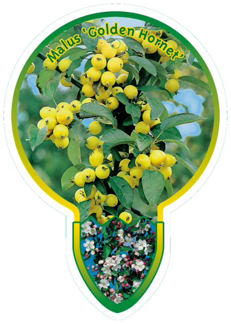 Malus 'Golden Hornet' op stam 80 cm