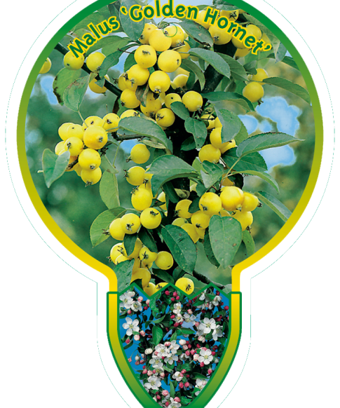 Malus 'Golden Hornet' op stam 80 cm