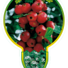 Malus Red Sentinal