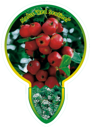 Malus Red Sentinal