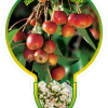Malus 'White Angel' - Sierappel