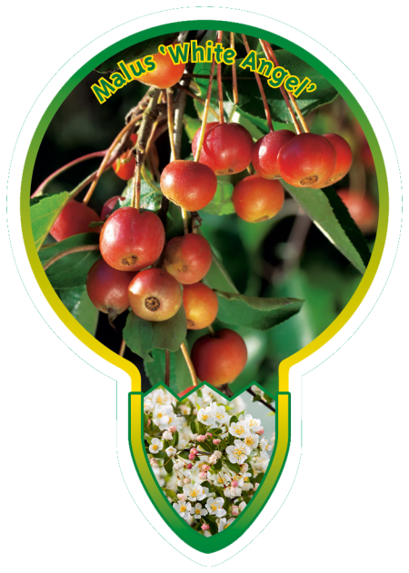 Malus 'White Angel' - Sierappel