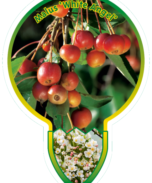 Malus 'White Angel' - Sierappel