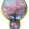 Prunus 'Accolade' stam 80 cm- sierkers