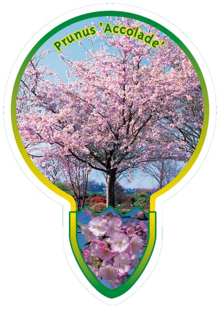Prunus 'Accolade' stam 80 cm- sierkers