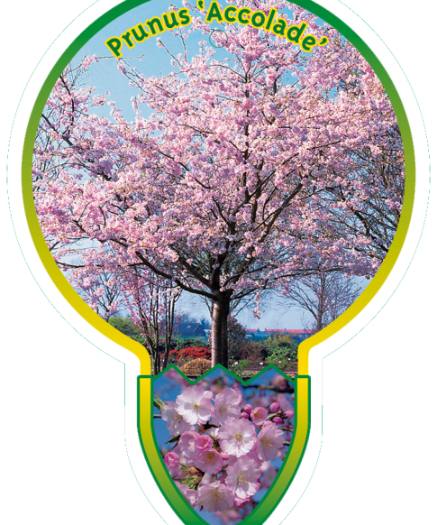 Prunus 'Accolade' stam 80 cm- sierkers