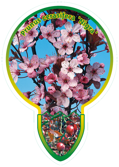 Rode kerspruim op stam (Prunus cerasifera 'Nigra')