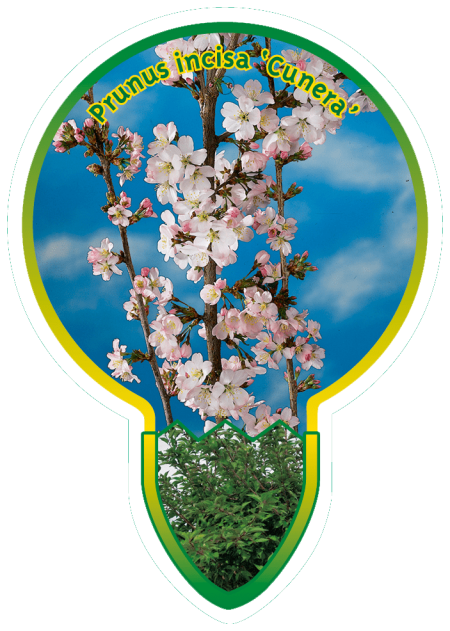 Sierpruim op stam (Prunus incisa 'Cunera' - Sierpruim