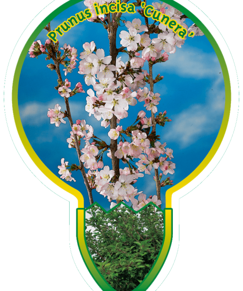 Prunus i. 'Cunera' - Sierpruim