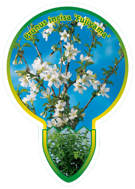 Prunus incisa 'Fujiyama' stam 80 cm- sierkers