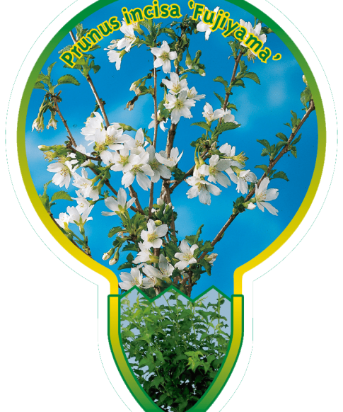Prunus incisa 'Fujiyama' stam 80 cm- sierkers