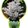 Prunus Nipponica 'Brillant' stam 80 cm- sierkers