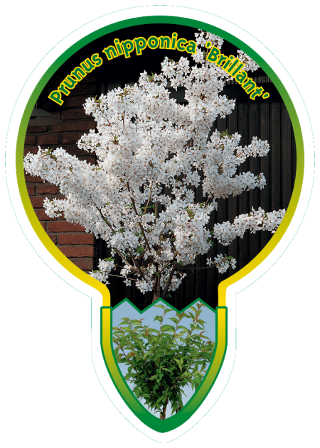 Prunus Nipponica 'Brillant' stam 80 cm- sierkers