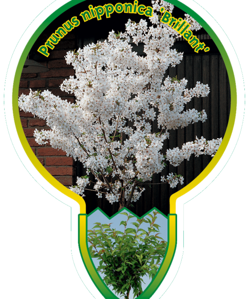 Prunus Nipponica 'Brillant' stam 80 cm- sierkers