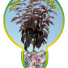 Prunus Ser. 'Royal Burgundy' struik