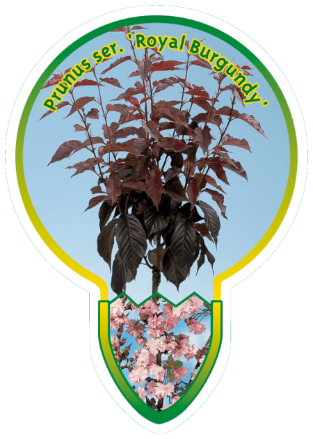 Prunus Ser. 'Royal Burgundy' struik