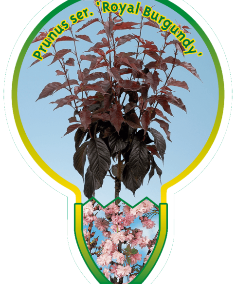 Roodbladige Japanse sierkers (Prunus serrulata 'Royal Burgundy')