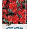 Azalea Japonica 'Addy Wery' rood/oranje