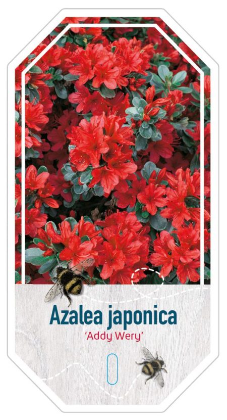 Azalea Japonica 'Addy Wery' rood/oranje