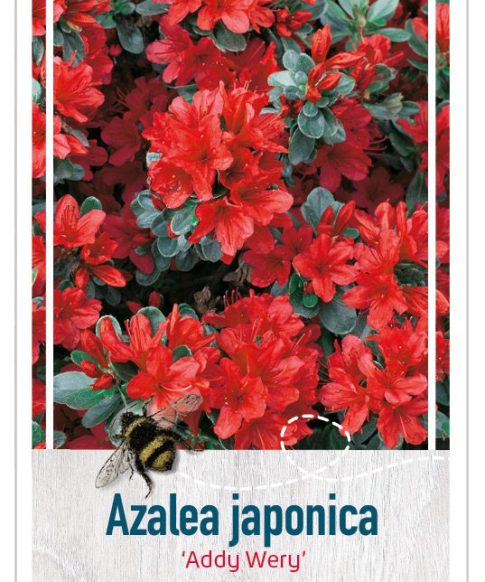 Azalea Japonica 'Addy Wery' rood/oranje