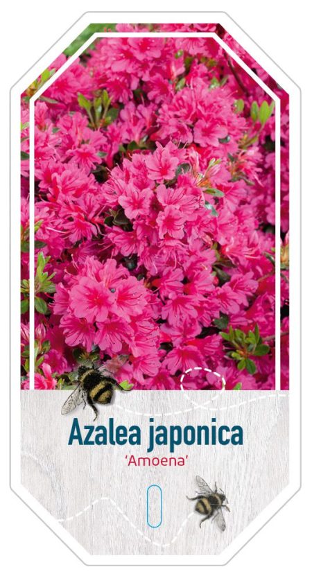 Azalea Japonica 'Amoena' paars