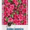 Azalea Japonica 'Anouk' roze