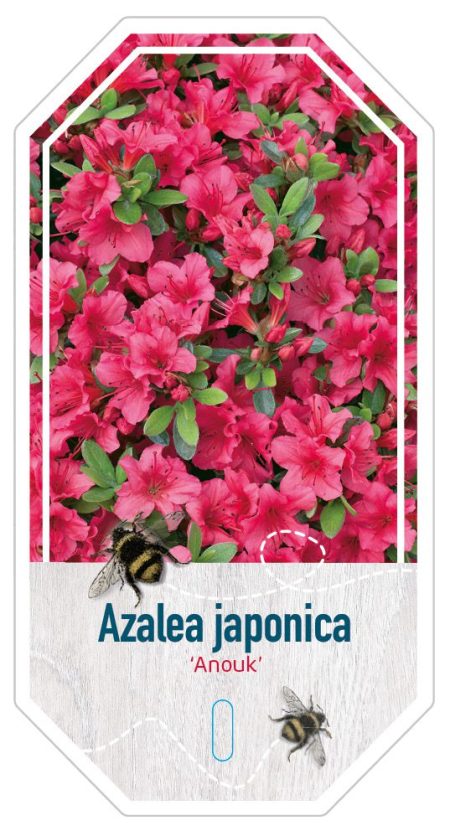 Azalea Japonica 'Anouk' roze