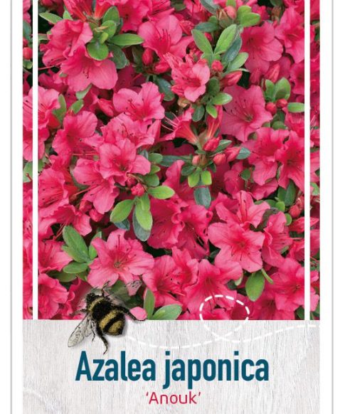 Azalea Japonica 'Anouk' roze
