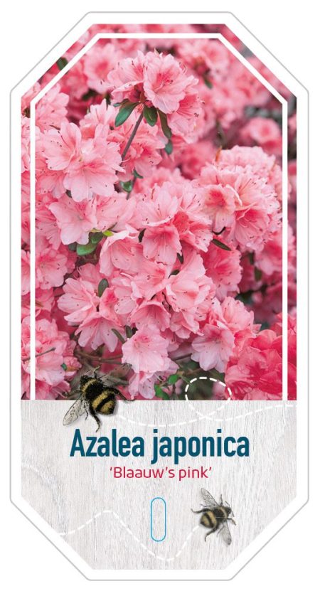 Azalea Japonica 'Blaauw's Pink' roze