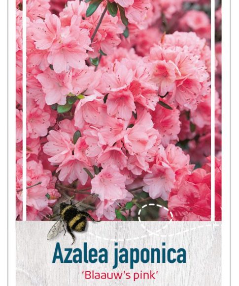 Azalea Japonica 'Blaauw's Pink' roze