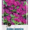 Azalea Japonica 'Geisha Purple' paars