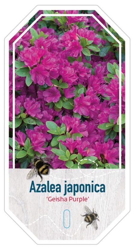 Azalea Japonica 'Geisha Purple' paars