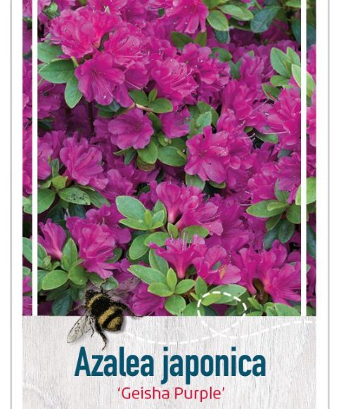 Azalea Japonica 'Geisha Purple' paars