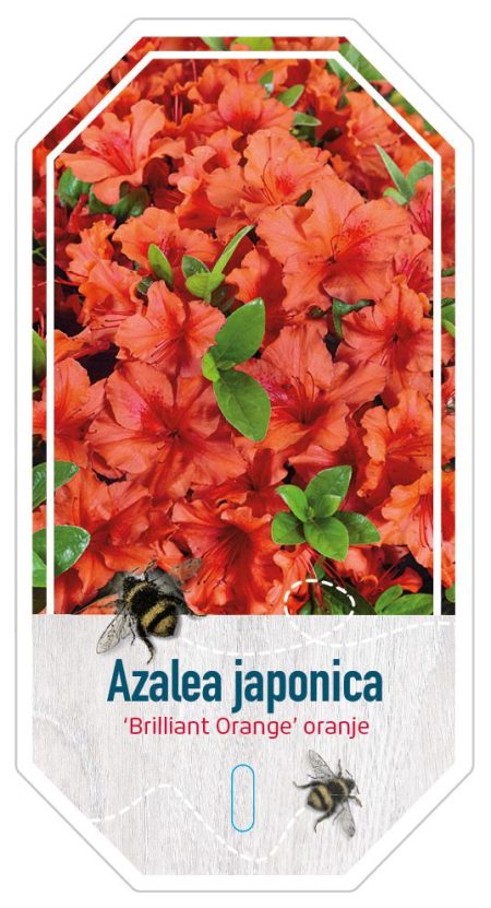 Azalea Japonica 'Brilliant Orange'