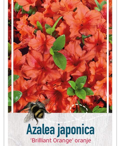 Azalea Japonica 'Brilliant Orange'