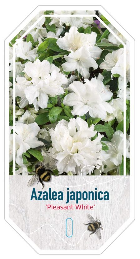 Azalea Japonica 'Pleasant White' wit