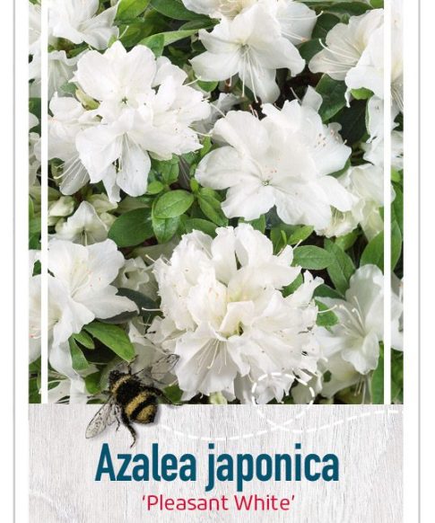 Azalea Japonica 'Pleasant White' wit
