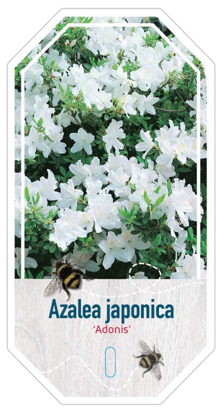 Azalea Japonica 'Adonis' wit