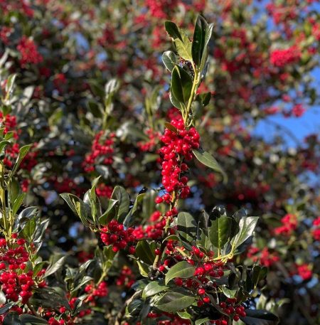 Ilex 'Nellie r. Stevens' op stam 180 cm Ø 14-16