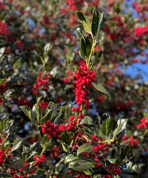 Ilex 'Nellie r. Stevens' op stam 180 cm Ø 14-16