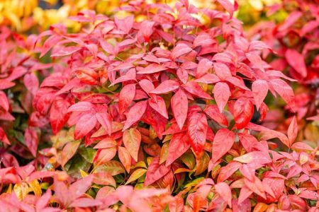 Nandina Domestica 'Pink Blush'