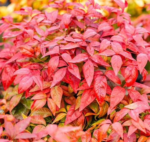Nandina Domestica 'Pink Blush'