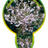 Prunus i. 'Kojou-no-mai' - sierkers