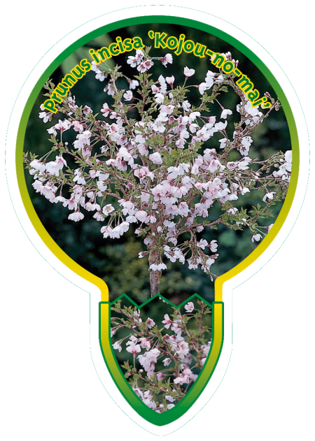 Prunus i. 'Kojou-no-mai' - sierkers