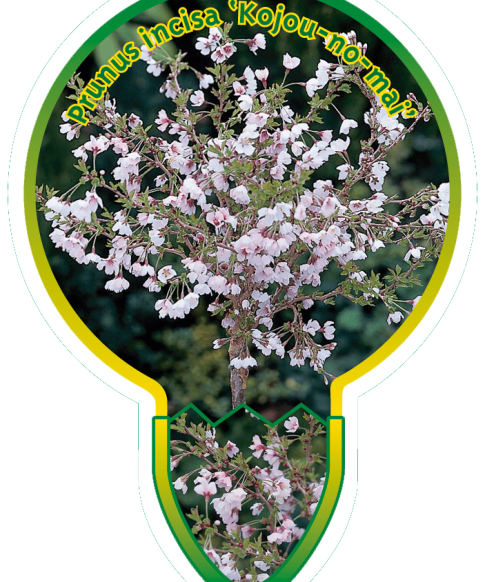 Prunus i. 'Kojou-no-mai' - sierkers